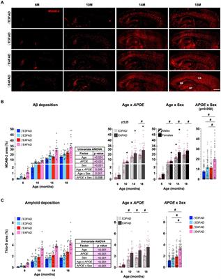 APOE genotype and sex modulate Alzheimer’s disease pathology in aged EFAD transgenic mice